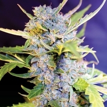 Auto Fro-Yo (G13 Labs Seeds) Cannabis Seeds