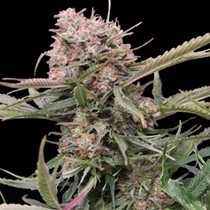 Auto GigaBud (G13 Labs Seeds) Cannabis Seeds