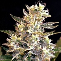 AUTO Sunset Vibes (G13 Labs Seeds) Cannabis Seeds