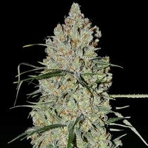 Auto Pineapple Express #2 (G13 Labs Seeds) Cannabis Seeds