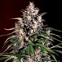 Auto Dosi (G13 Labs Seeds) Cannabis Seeds