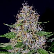 Apple Crumble (G13 Labs Seeds) Cannabis Seeds