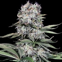 Runtz 13 (G13 Labs Seeds) Cannabis Seeds