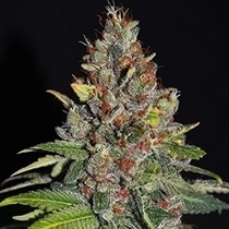 Tropical Punch (G13 Labs Seeds) Cannabis Seeds