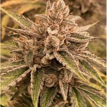 Pre 98 Episode 1 F4 Auto (Night Owl Seeds) Cannabis Seeds