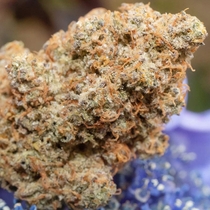 Outlier Z F4 Auto (Night Owl Seeds) Cannabis Seeds