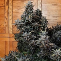 Vacation Bubba Auto (Night Owl Seeds) Cannabis Seeds