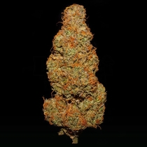 Zamango Auto (Night Owl Seeds) Cannabis Seeds