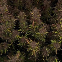 Mango Isle F2 Auto (Night Owl Seeds) Cannabis Seeds