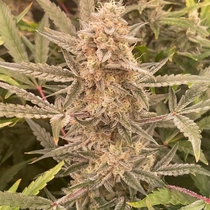 Cookies N Creamix Auto (Night Owl Seeds) Cannabis Seeds