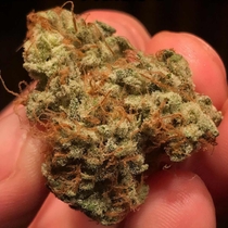 Outlier C Auto (Night Owl Seeds) Cannabis Seeds