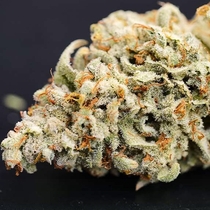 Dessert Isle Auto (Night Owl Seeds) Cannabis Seeds