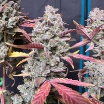 Blue Sprayed Shoes Remix Auto (Night Owl Seeds) Cannabis Seeds