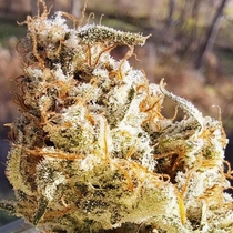 Popesicle Auto (Night Owl Seeds) Cannabis Seeds