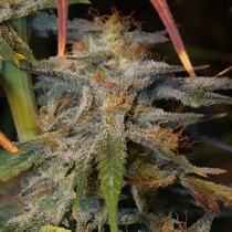 Tropical Wiz V.2 Auto (Night Owl Seeds) Cannabis Seeds