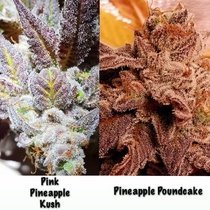 Pink Pineapple Kush & Pineapple Pound Cake (Holy Smoke Seeds) Cannabis Seeds