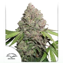 CBD Mazar (Dutch Passion Seeds) Cannabis Seeds