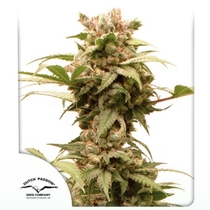 Auto CBG Force (Dutch Passion Seeds) Cannabis Seeds