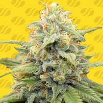 Apple Fritter Auto (Original Sensible Seeds)  Cannabis Seeds
