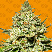 Jungle Lava (Original Sensible Seeds)   Cannabis Seeds