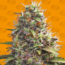 Pellezino Cookies (Original Sensible Seeds)  Cannabis Seeds