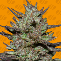Pink Rozay (Original Sensible Seeds)  Cannabis Seeds