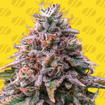 Strawberry Pie Auto (Original Sensible Seeds)  Cannabis Seeds