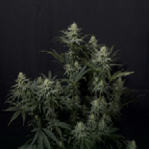 Fast Buds GG4 Sherbet FF (Fast Flowering) Cannabis Seeds