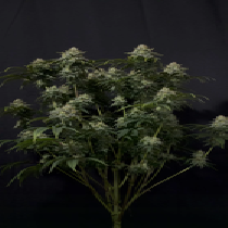 Gorilla Cookies FF  (Fast Buds Seeds) Fast Flowering Cannabis Seeds