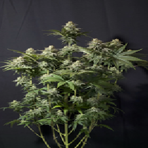  (Fast Buds Seeds)Orange Sherbet FF (Fast Flowering)  Cannabis Seeds