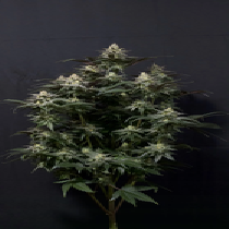  (Fast Buds Seeds)Purple Lemonade FF (Fast Flowering) Cannabis Seeds