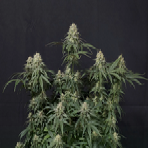 Tropicana Cookies FF  (Fast Buds Seeds) Fast Flowering Cannabis Seeds