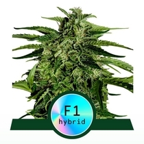  (Royal Queen Seeds) Apollo F1 Auto Cannabis Seeds