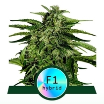Apollo F1 Auto(Royal Queen Seeds) Cannabis Seeds