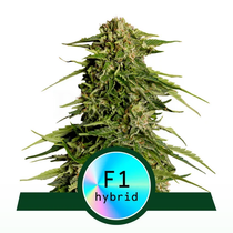 Epsilon F1 Auto (Royal Queen Seeds)  Cannabis Seeds