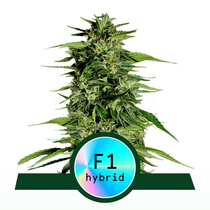  (Royal Queen Seeds) Hyperion F1 Auto Cannabis Seeds