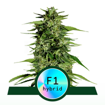 Hyperion F1 Auto(Royal Queen Seeds) Cannabis Seeds