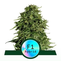 Cosmos F1 CBD Auto(Royal Queen Seeds) Cannabis Seeds