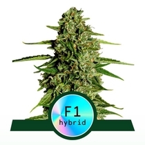 Medusa F1 Auto(Royal Queen Seeds) Cannabis Seeds
