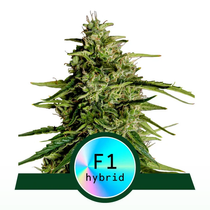  (Royal Queen Seeds) Milky Way F1 Auto Cannabis Seeds
