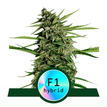  (Royal Queen Seeds)  Orion F1 Auto Cannabis Seeds