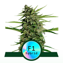 Orion F1 Auto(Royal Queen Seeds) Cannabis Seeds