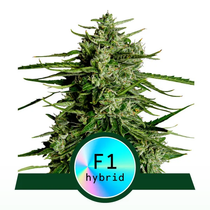 (Royal Queen Seeds) Titan F1 Auto Cannabis Seeds