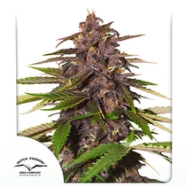 Auto Forbidden Cherry (Dutch Passion)  Cannabis Seeds