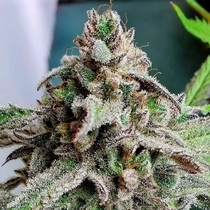 Oreo Pancakes(Holy Smoke ) Cannabis Seeds