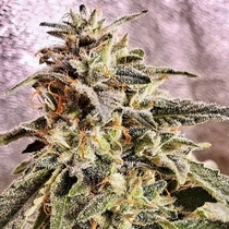 Marshmallow Pancakes (Holy Smoke Seeds) Cannabis Seeds