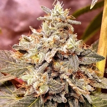 Mint Driver(Holy Smoke Seeds) Cannabis Seeds
