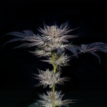 Slipstream(Compound Genetics) Cannabis Seeds