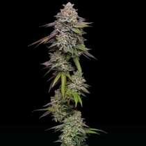 Double Stack (Compound Genetics Seeds) Cannabis Seeds