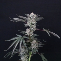  Luxar-Dos(Compound Genetics Seeds) Cannabis Seeds
